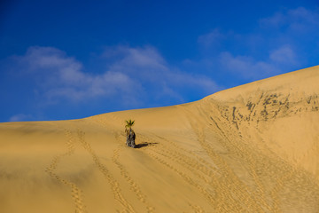 Fototapeta na wymiar Dune 7 landscape