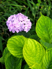 Fototapeta premium 紫陽花
