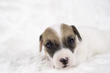 Obraz premium Jack russel puppy dog sit on white wool background.Puppy dog concept.