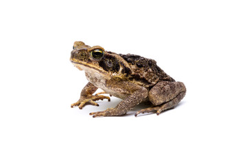 giant marine toad (Rhinella marina)