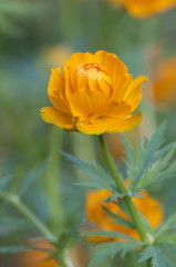 Asian globeflower close up