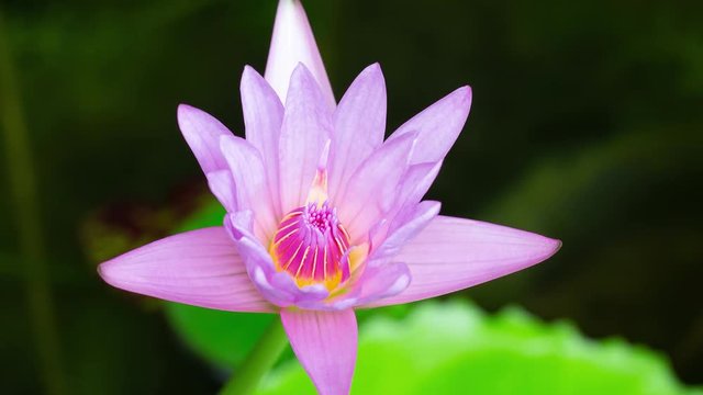 Time lapse opening of water lily flower, Lotus blooming