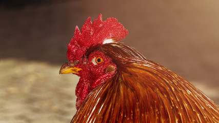 Close up portrait of rooster