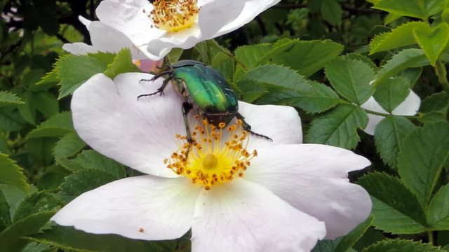  Nettle Leaf Beetle( Chrysolina Fastuosa)  collecting pollen on wild rose flower.