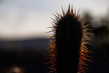 Cactus Nascer do Sol
