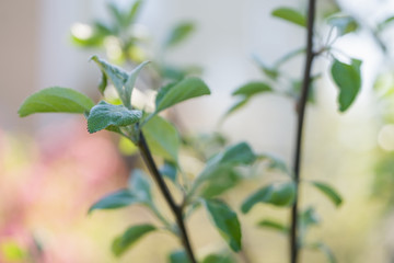 cherry tree branch in a garben on a sunny summer day