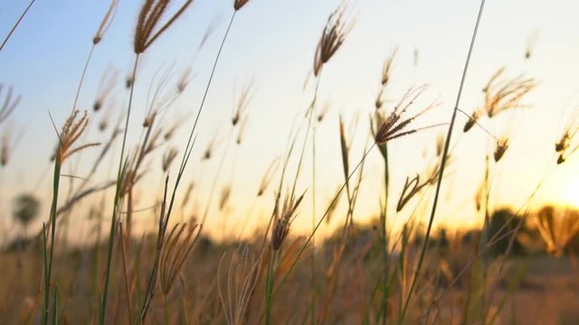 grass flower wind resist on sunset or sunrise for wake up in morning with warm sunlight for vacation holiday relax on countryside travel or home with nature sound on 100 frame per second for make slow