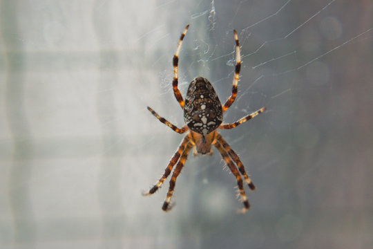 Closeup of a large spider in a web