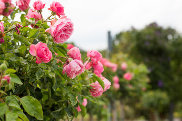 Wundervoller Rosenstock