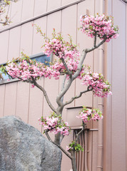 Closeup of Fresh pink flower tree in Japan