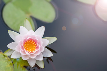 Fototapeta na wymiar Beautiful lotus flower in pond,The symbol of the Buddha, Thailand.