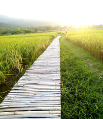 Rice field  in the evening on sunset 