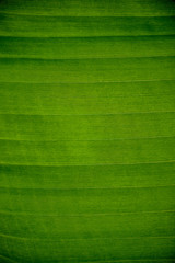 Close up of banana leaf texture
