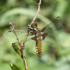 Dragonfly, caterpillar and balaclava on a twig.