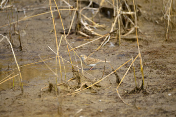 A beautiful bird in wetlands
