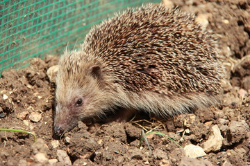 Hérisson commun