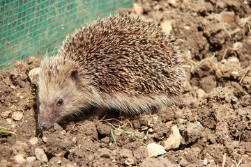 Hérisson commun