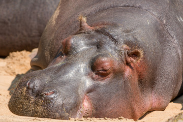 Nilpferd Flusspferd (Hippopotamus amphibius) Hippo