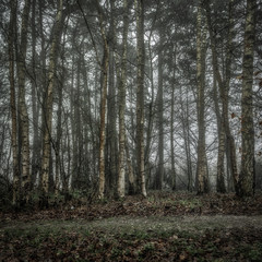 Obraz premium Woodland