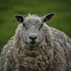 Sheep