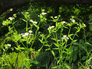 ヒメジョオンの花