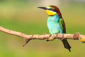 bee-eater sitting on a dry branch