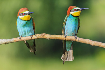 pair of bee-eaters sitting on a branch