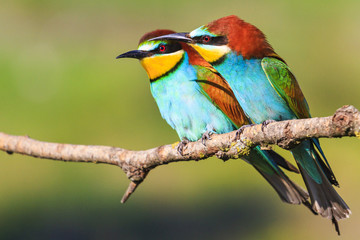 Paradise birds sit on a dry branch