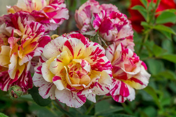 roses in the garden in spring