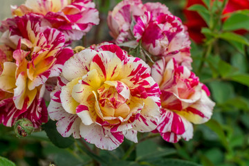 roses in the garden in spring