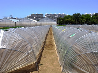 初夏の温室のある畑風景