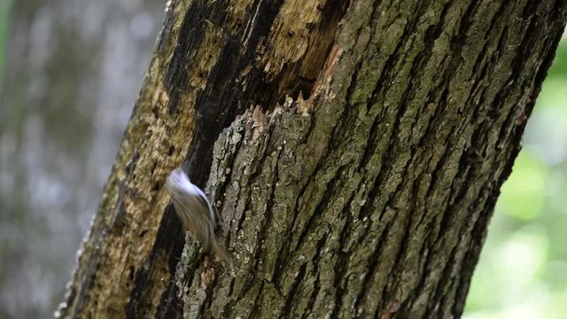 Eurasian treecreeper (Certhia familiaris)