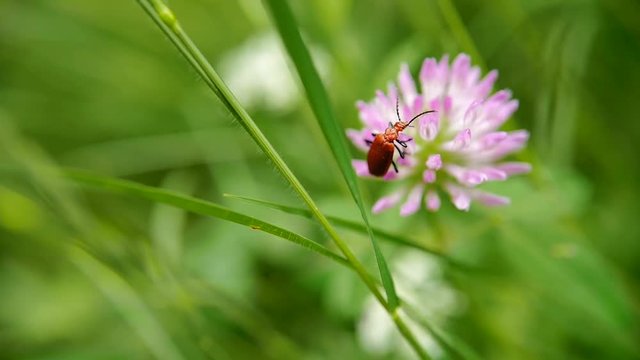 le vent souffle dans les buissons, un insecte passe d'un brin d'herbe sur une fleur.