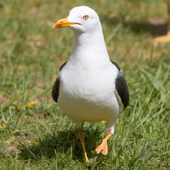 Silbermöwe (Larus argentatus) Herring Gull