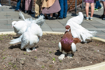 Thoroughbred pigeons on city streets