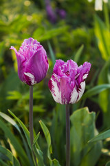 Two pink tulips on green background