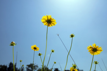 Blue Sky and Yellow daisy