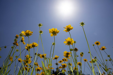 Blue Sky and Yellow daisy