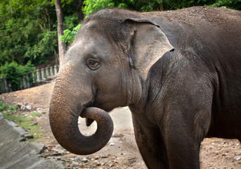 Naklejka premium Elephants enjoying life