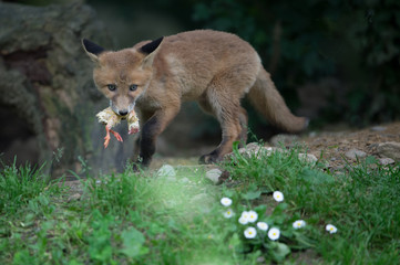 Jungfuchs mit Küken