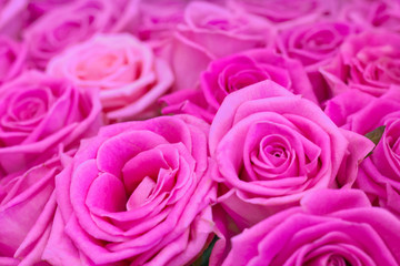 Close up view of a bouquet of a gently pink roses as background