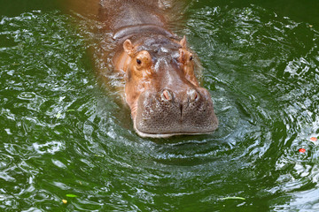 Obraz premium hippo / The hippopotamus, or hippo, mostly herbivorous mammal in sub-Saharan Africa.