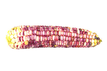 cob of corn on white