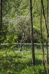 Fototapeta na wymiar Obstbaum im Eppendorfer Moor
