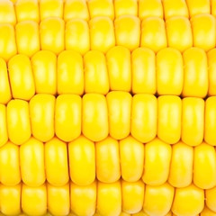 grain corn texture