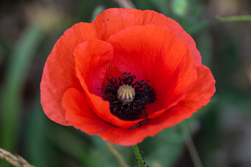 Fototapeta premium Czerwony kwiat maku
