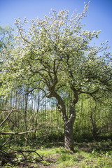 Obstblüte im Eppendorfer Moor