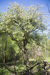 blühender Obstbaum im Eppendorfer Moor