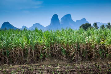 Sugar cane plantation with mountain backdrop.