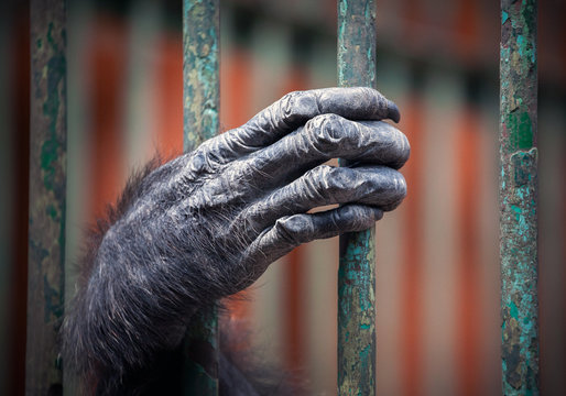 Chimpanzee hand with hairy fingers, close-up. Palm of great apes, the hand of Chimpanzee  in a cage.